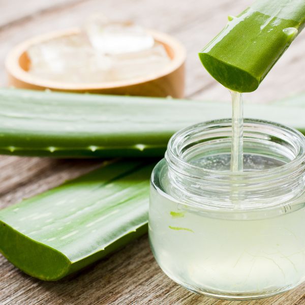 Aloe Vera: A Succulent Plant with Powerful Benefits